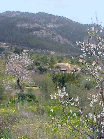 Reisen zur Mandelblte auf Mallorca