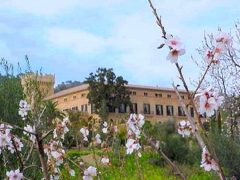 Reisen zur Mandelblte auf Mallorca