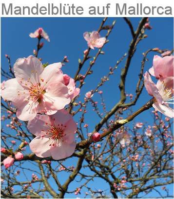 Frühbucherangebote zur Mandeblüte 2020