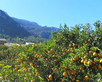 zur Orangenblte ins Tal der orangen