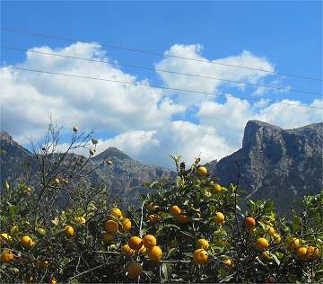 zur Orangenblte ins Tal der orangen