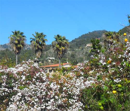 Soller