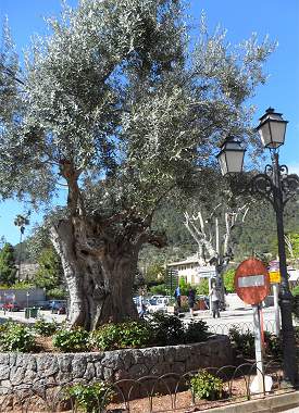 Valldemossa